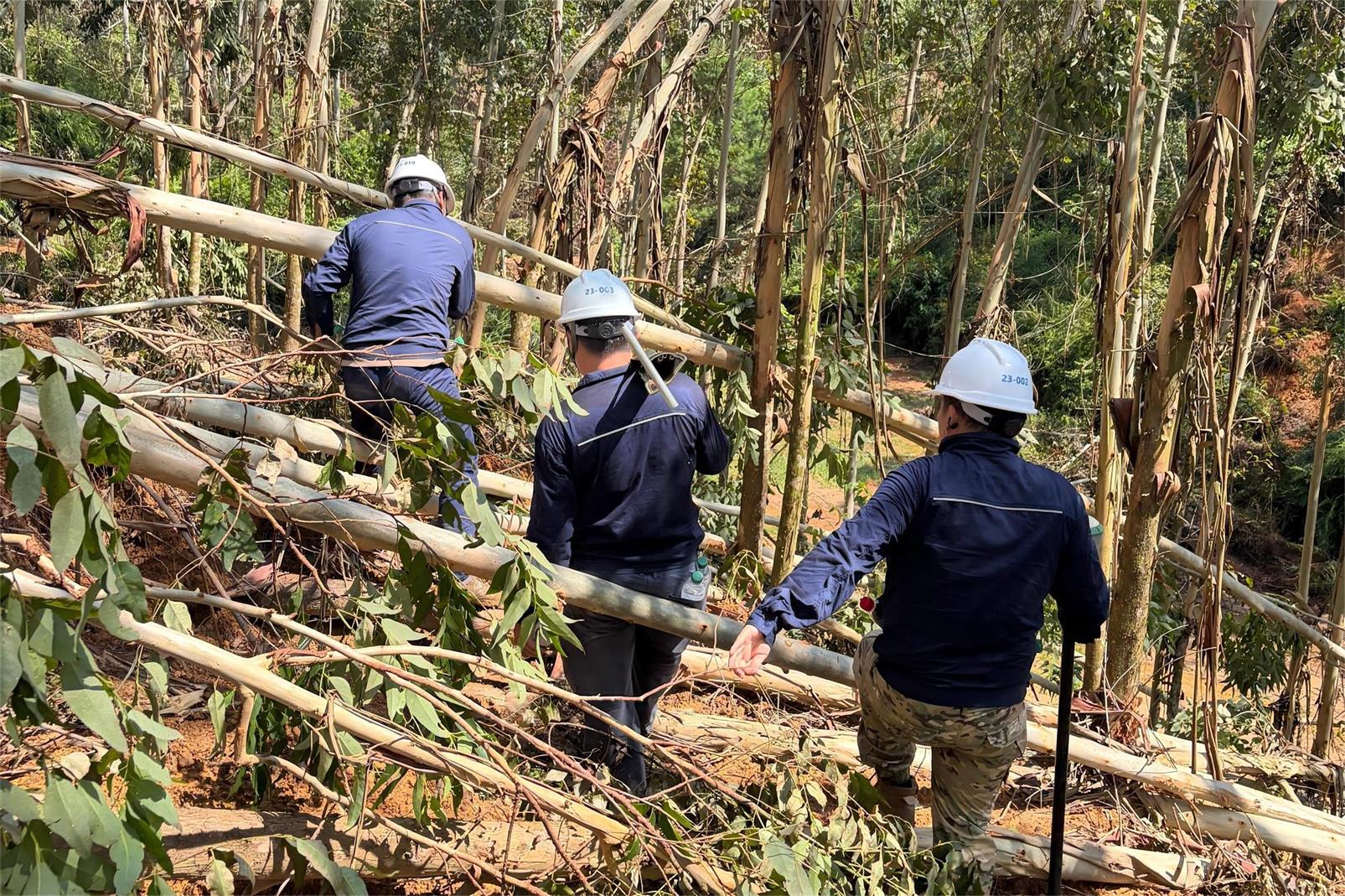 500kV超高压线路塔基地质灾害专项调查评估与应急抢险工作树木倾倒,通行受阻.jpg